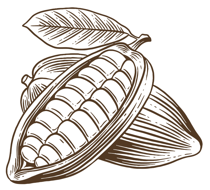 Vektorgrafik Kakaofrucht